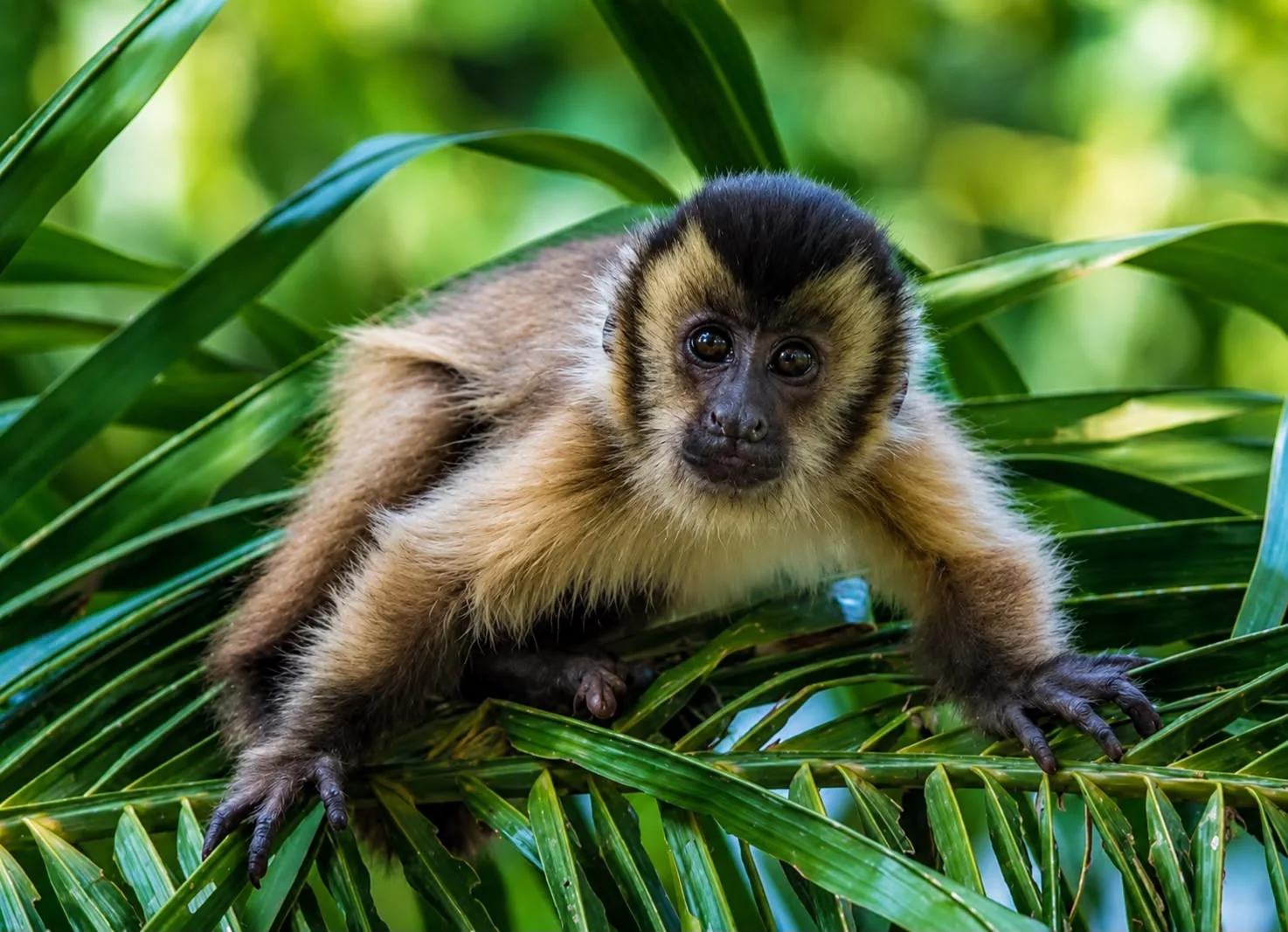 Bosque dos Macacos